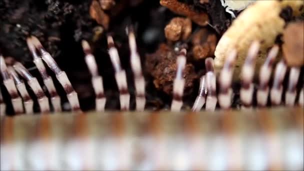 陆生白矮林虱Trichorhina Tomentosa属于甲壳类动物 生活在椰子基质中 与橄榄海员肯尼亚人Milpede Telodeinopus Aoutii生活在一起 — 图库视频影像