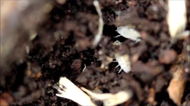 Land Witte Dwergbosluis Trichorhina Tomentosa Behoort Tot Schaaldieren Leeft Een — Stockvideo