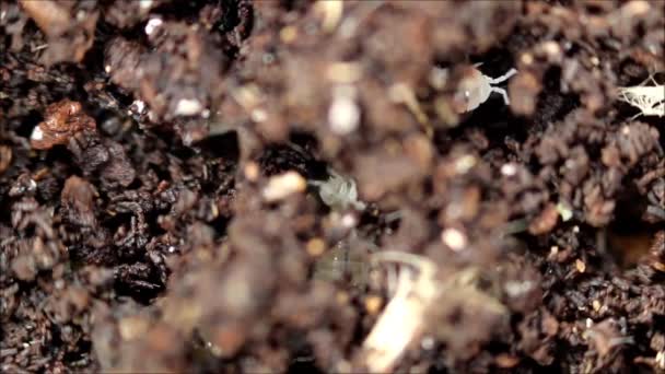 Land Witte Dwergbosluis Trichorhina Tomentosa Behoort Tot Schaaldieren Leeft Een — Stockvideo