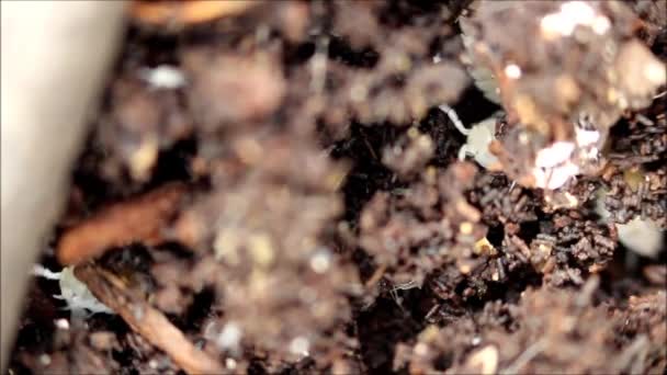 Tierra Enana Blanca Piojos Leñosos Trichorhina Tomentosa Pertenece Los Crustáceos — Vídeos de Stock