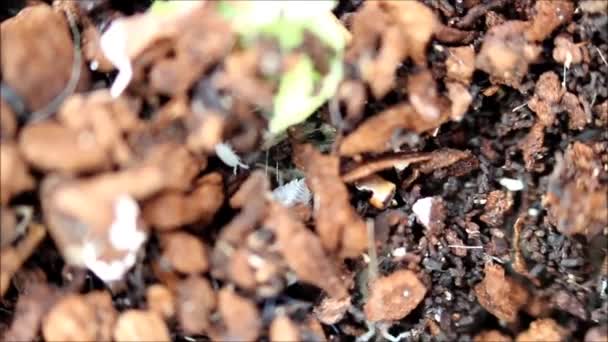 Land Witte Dwergbosluis Trichorhina Tomentosa Behoort Tot Schaaldieren Leeft Een — Stockvideo