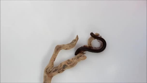 Кенійський Міліпед Telodeinopus Aoutii Святкує Фруктах Diplopoda Повзає Руках Вона — стокове відео