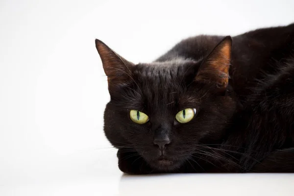 Крупним планом портрет молодого чорного кота на Хеллоуїн з зеленими очима, лежачи з головою на передніх лапах, на білому тлі . — стокове фото
