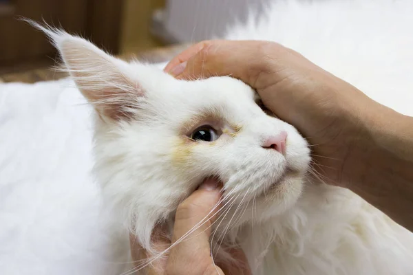 Inspection d'un jeune chat blanc du Maine Coon devant correction chirurgicale de torsion congénitale des paupières. tournage de reportage en clinique vétérinaire. conjonctivite purulente . — Photo