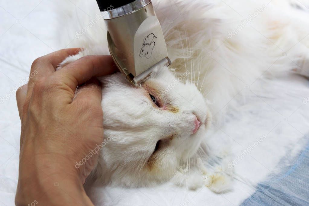 surgical correction of congenital twisting of the eyelids in a white Maine Coon cat. reportage shooting. initial stage - preparation for surgery in veterinary clinic.