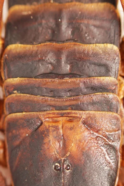 Scorpion is a detachment of arthropods from the class Arachnida. top view, back with solid protective shields on the shell, macro — Stock Photo, Image