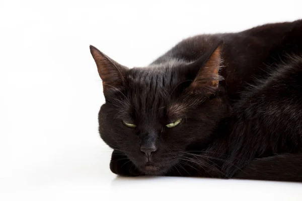 흰색 배경에 앞발에 머리를 대고 누워있는 녹색 눈을 가진 할로윈 젊은 검은 고양이의 클로즈업 초상화. — 스톡 사진