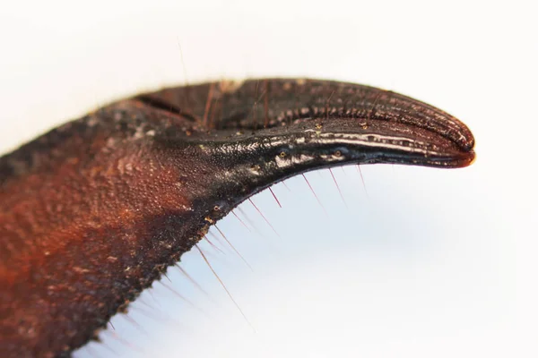 Skorpion jest oderwaniem stawonogów od klasy Arachnida. Zobacz chela, makro. białe tło. — Zdjęcie stockowe