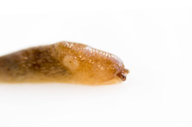 Gastropoda ailesinden bir kabuk sümüklüböcek olmadan bir salyangoz beyaz bir arka plan üzerinde sürünür. Bahçede yemek yiyen haşere