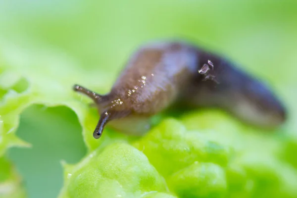 Ślimak bez łuski z rodziny Gastropodów czołga się na kawałku sałaty. Pest jedzenie w ogrodzie — Zdjęcie stockowe
