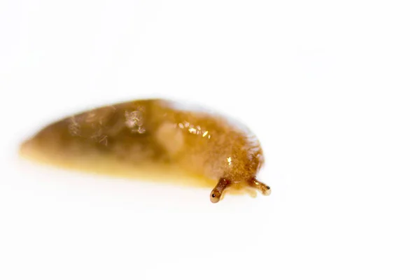 Um caracol sem uma lesma de concha da família Gastropoda rasteja sobre um fundo branco. Peste comer comida no jardim — Fotografia de Stock