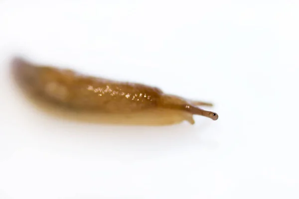 Una lumaca senza guscio lumaca della famiglia Gastropoda striscia su uno sfondo bianco. parassiti mangiare cibo in giardino — Foto Stock