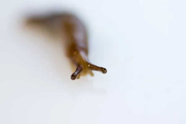 Un caracol sin una bala de la familia Gastropoda se arrastra sobre un fondo blanco. Comer plagas en el jardín —  Fotos de Stock