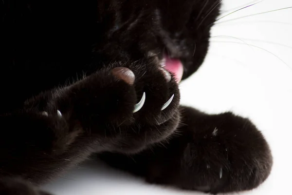 Szoros portré egy halloween fiatal fekete macska mossa nyelv mancs között morzsák és karmok mancsok, fehér alapon. ápolás. — Stock Fotó