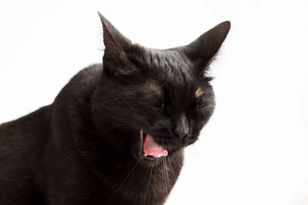 Gros plan portrait d'un Halloween jeune chat noir bâille doucement parce qu'elle veut dormir sur un fond blanc — Photo