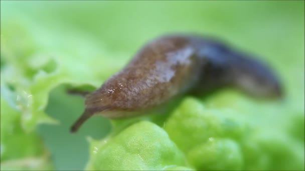 A snail without a shell slug from the Gastropoda family crawls on a white background. Pest eating food in the garden — Stock Video