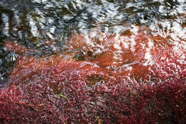 forest river with red algae growing near the shore under water. Russia, Leningrad region.