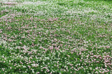 Trifolium pişmanlık ve trifolium pratense. Yoğun bir şekilde yoncayla kaplanmış bir çim. Çim biçme makineleri.