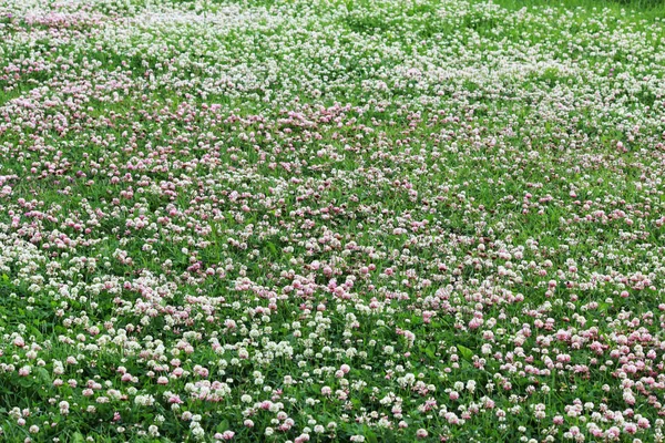 Trifolium repens и Trifolium pratense. Газон густо заросший клевером. стригущие траву газонокосилки . — стоковое фото