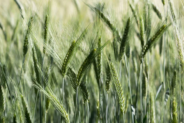 Rasenfeld. Roggen. Ende Juli, dem Erntedankfest Lamas Tag. — Stockfoto