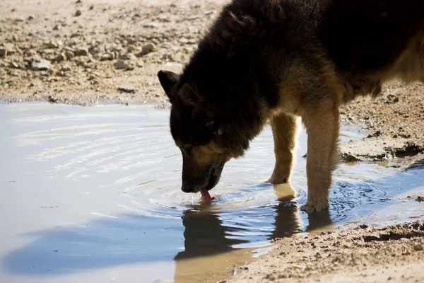 an old stray dog drinks water from a muddy summer puddle