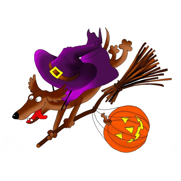 Invitation card on Halloween. Dachshund on a broomstick with a pumpkin and a costume. Digital - download and print. Coloring page Halloween — Stock Photo, Image