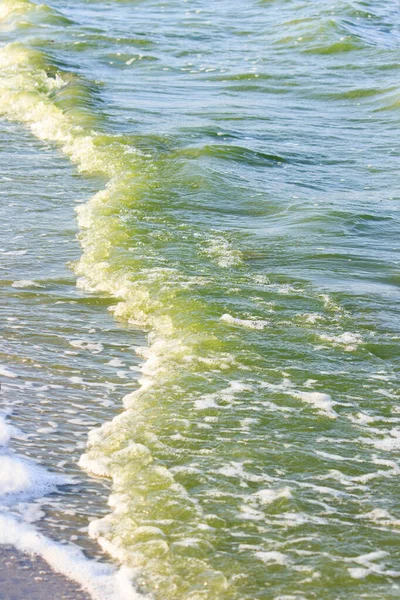Zöld víz a tengeri lagúnában. A lagúna a tengertől elválasztott öböl. a víz színe a speciális mikroflórának köszönhető — Stock Fotó