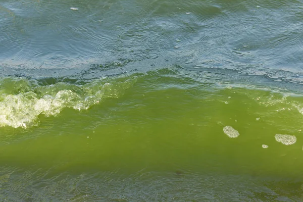 Green water in the sea lagoon. the lagoon is a bay separated from the sea. the color of water is due to special microflora — 스톡 사진