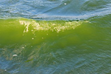 Deniz lagünündeki yeşil su. Lagün, denizden ayrılmış bir körfezdir. Suyun rengi özel mikro flora yüzündendir.