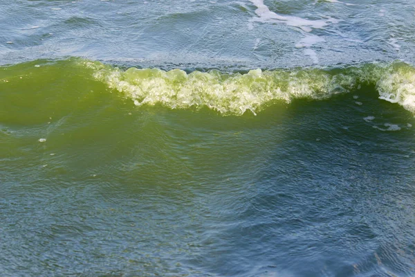 Agua verde en la laguna del mar. la laguna es una bahía separada del mar. el color del agua se debe a la microflora especial —  Fotos de Stock