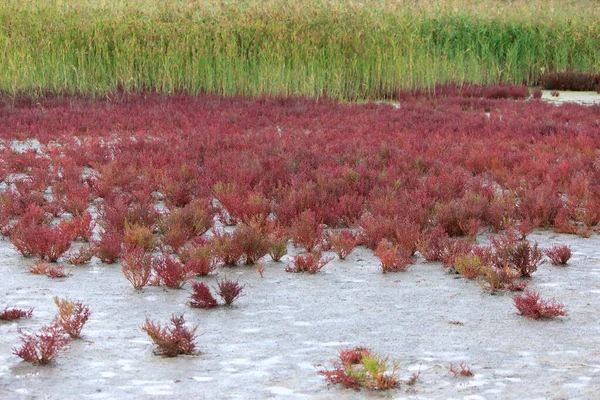 Rote Pflanzen wachsen am Ufer eines rosafarbenen Salzsees. Rosaroter Salzsee — Stockfoto
