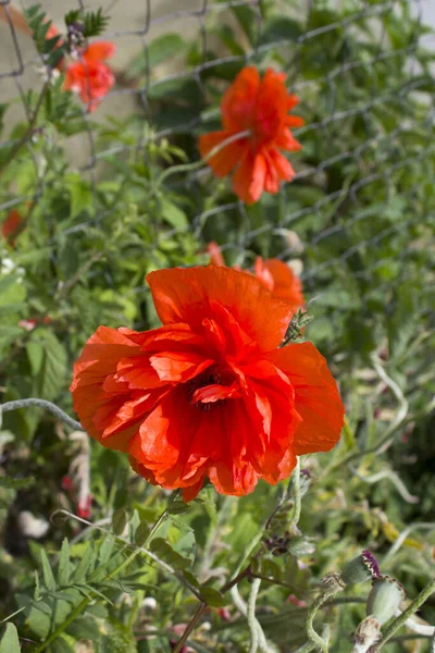 Gros Pavot Rouge Poussant Dans Rue Été Papaver Belle Fleur — Photo