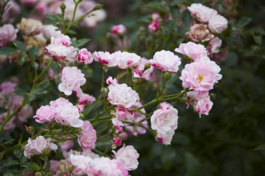 Dışarıdaki çalılıkta bir sürü küçük pembe gül var. Rusya 'nın güneyi. yaz.