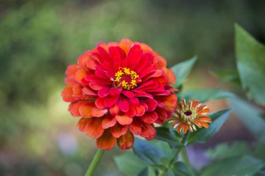 Sarı ve tomurcuklu kırmızı çiçek. Rusya 'nın güneyi, yaz