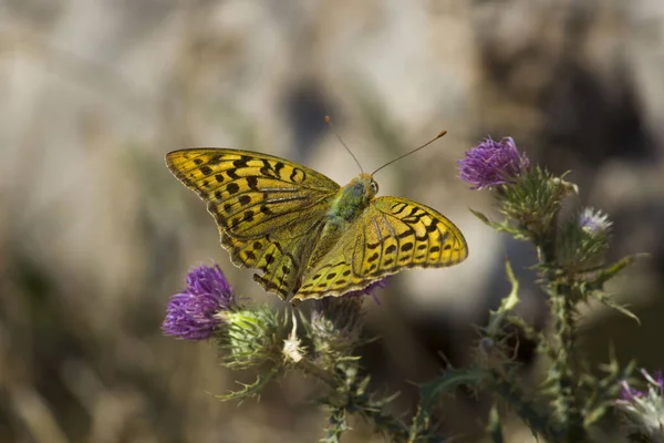 Žlutě Skvrnitý Motýl Sedí Fialovém Květu Jižně Ruska Léto — Stock fotografie