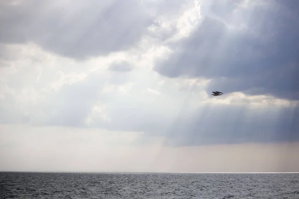 Ensamma Fiskmåsar Svävar Över Havet Solen Skiner Genom Tjocka Molnen — Stockfoto