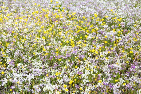 California Wildflowers Bloom Pescadero San Mateo Comté Californie États Unis — Photo