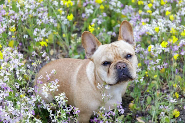 French Bulldog in Bloom in Northern California. Frenchie sitting in a meadow full of wildflowers in Pescadero, San Mateo County, California, USA.