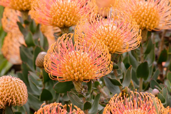 Pincushion Protea Leucospermum Cordifolium Aka Flame Giant Bloom Ucsc Arboretum — Stock Photo, Image