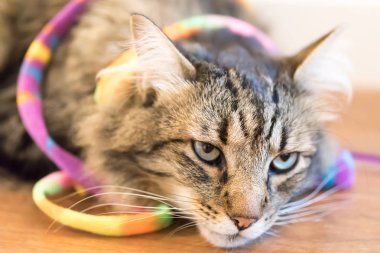 Uzun saçlı rakun. Ev kedisi katta oturan bir oyuncakla.