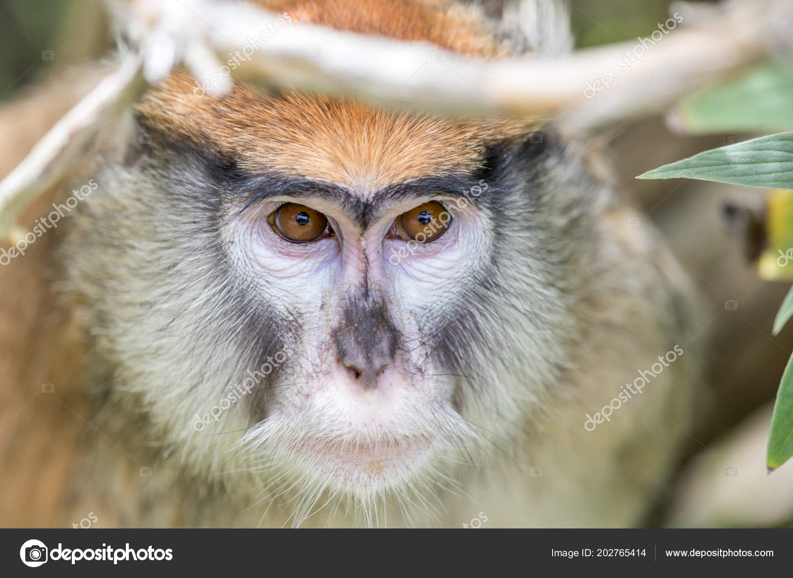 ᐈ Pic Of Monkey Stock Pictures Royalty Free Dancing Monkey Pics