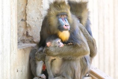 Mandrill'di anne bebeğini koruyor. Mandrill'di sadece dünyanın en büyük maymun değil, ama aynı zamanda en belirgin bir.