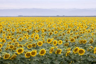 Çiçek açan ayçiçeği tarlası. Dixon, Solano County, California, ABD.