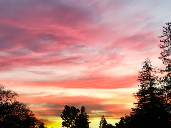 Vibrante Árbol Silueta Puesta Del Sol Cielo Palo Alto Condado — Foto de Stock