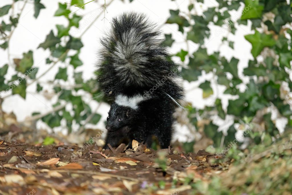 Striped Skunk (Mephitis mephitis) in defensive posture. A surprise encounter while walking my dog at night. Mountain View, Santa Clara County, California, USA.