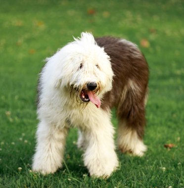 Yaşlı İngiliz koyun portre. Kuzey Kaliforniya'da kira kontratı köpek parkı.