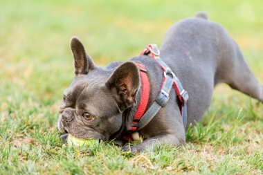 Mavi erkek Fransız buldozer bir tenis topu ile oynuyor. Kuzey Kaliforniya'da kira kontratı köpek parkı.