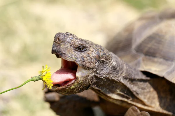 Взрослый Самец Калифорнийской Черепахи Поедающий Одуванчик Округ Марин Калифорния Сша — стоковое фото