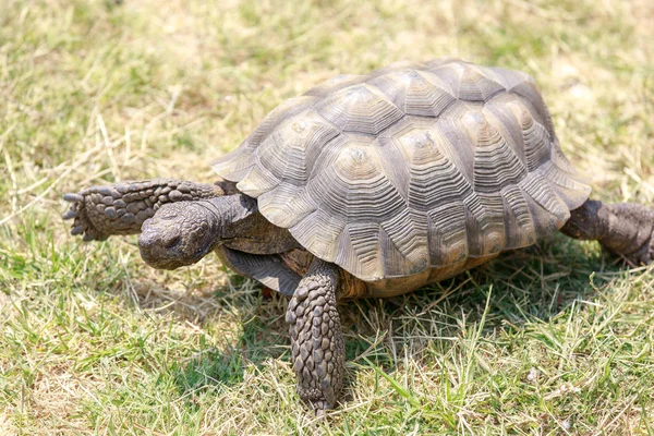 Tortuga Del Desierto California Macho Cautivo Caminando Sobre Hierba Condado — Foto de Stock