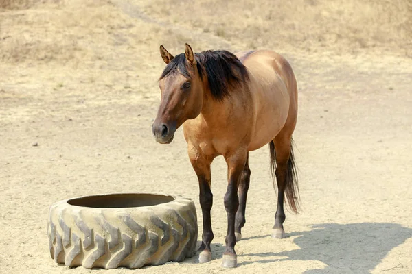 褐色马与黑色鬃毛站立在马山保存在夏天天 磨房谷 马林县 加利福尼亚 — 图库照片